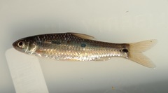 Enteromius trimaculatus