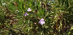 Eremophila freelingii