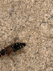 Staphylinus caesareus