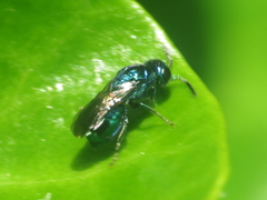 Omalus aeneus