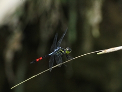 Agrionoptera sexlineata