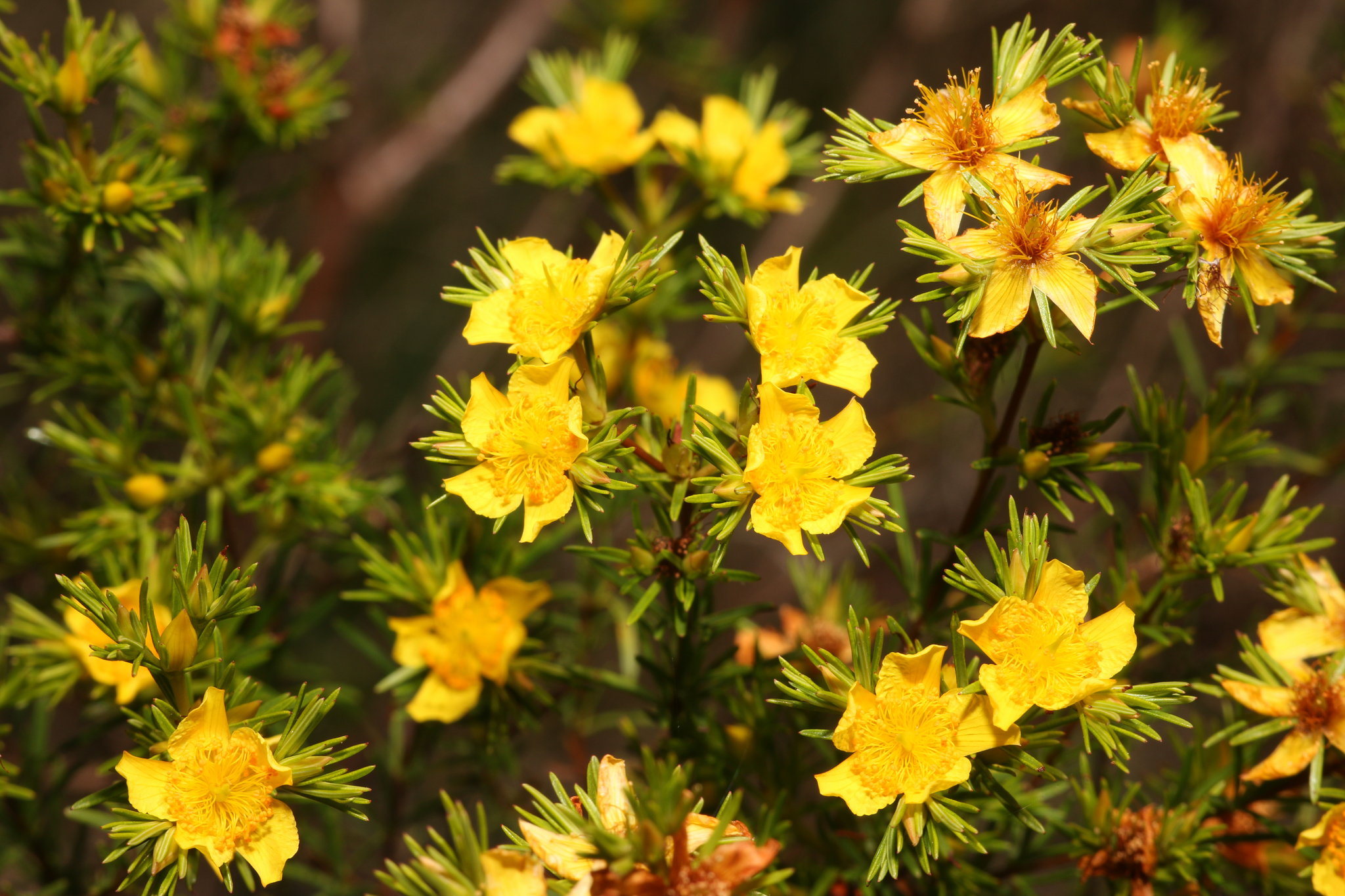 Hypericum fasciculatum
