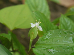Commelina suffruticosa