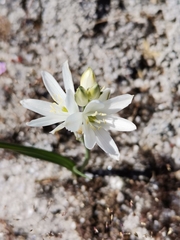 Ornithogalum concinnum