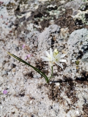Ornithogalum concinnum