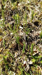 Cypripedium calceolus