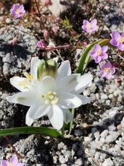 Ornithogalum concinnum