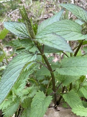 Scrophularia nodosa