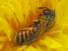 Corynis crassicornis