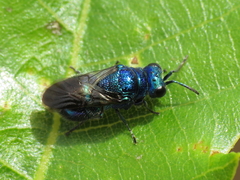 Pseudomalus violaceus