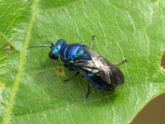 Pseudomalus violaceus