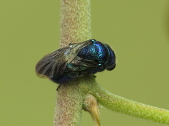 Pseudomalus violaceus