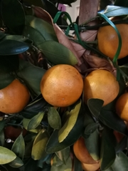 Citrus × microcarpa