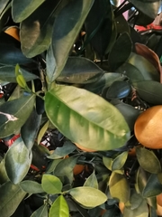 Citrus × microcarpa