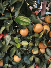 Citrus × microcarpa
