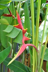 Heliconia × rauliniana