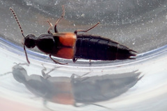 Philonthus nitidicollis