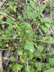 Chenopodium trigonon stellulatum