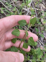 Chenopodium trigonon stellulatum
