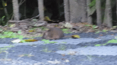 Antechinus flavipes rubeculus