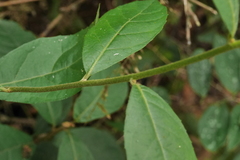 Decaneuropsis gratiosa