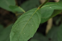 Decaneuropsis gratiosa