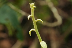 Decaneuropsis gratiosa