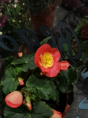 Begonia × hiemalis