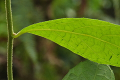 Decaneuropsis gratiosa