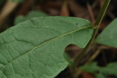 Decaneuropsis gratiosa