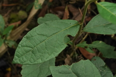 Decaneuropsis gratiosa