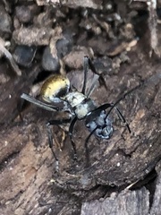 Polyrhachis ammon