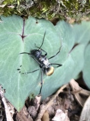 Polyrhachis ammon