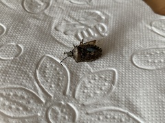 Rhaphigaster nebulosa