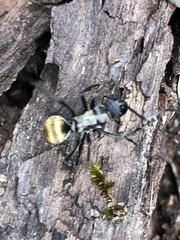 Polyrhachis ammon