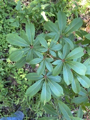 Aesculus pavia image