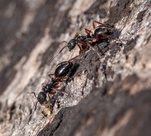 Double-Spined Dolly Ant photo 4