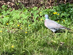 Columba palumbus