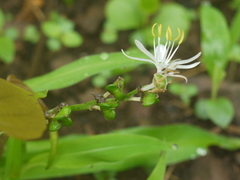 Chlorophytum borivilianum