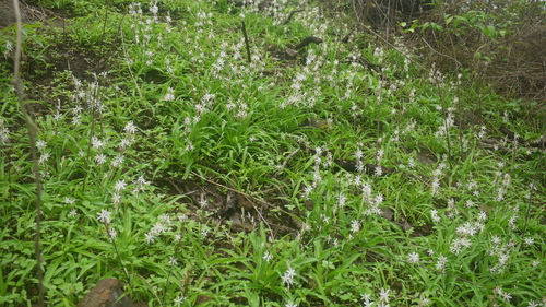 Chlorophytum borivilianum, photograph 2
