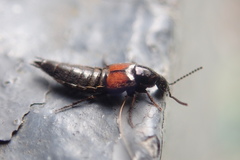 Philonthus nitidicollis