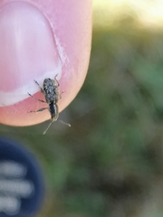 Andrion regensteinense