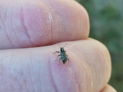 Andrion regensteinense