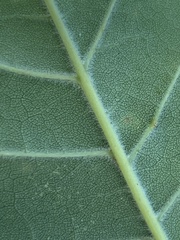 Fraxinus biltmoreana