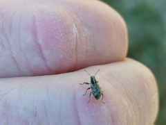 Andrion regensteinense