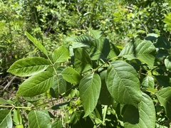 Fraxinus biltmoreana