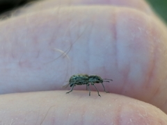 Andrion regensteinense