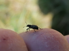 Andrion regensteinense