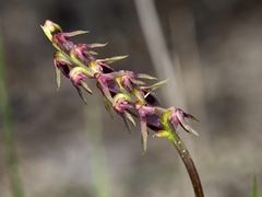 Genoplesium ruppii