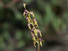 Genoplesium ruppii